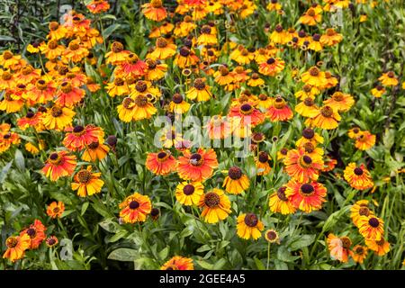 Il primo flowerer di Helenium Sahin in un bordo del giardino. Foto Stock