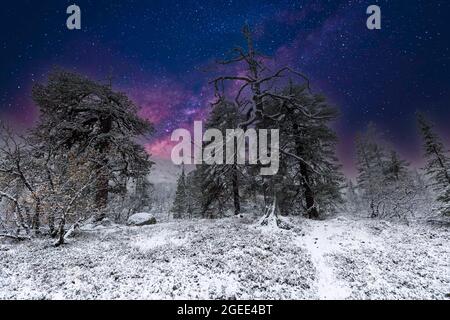 Composizione del paesaggio innevato di montagna svedese di notte con abete rosso norvegese maturo in silhouette su sfondo di un cielo stellato chiaro Foto Stock