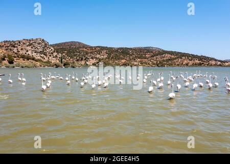 uccelli fenicotteri nel lago Foto Stock