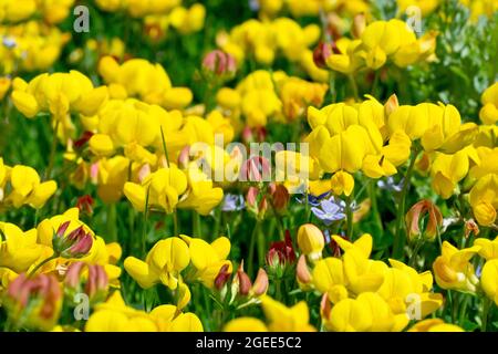 Birdsfoot trifoglio (loto corniculatus), primo piano di una massa del fiore giallo che cresce nell'erba di un parco locale. Foto Stock