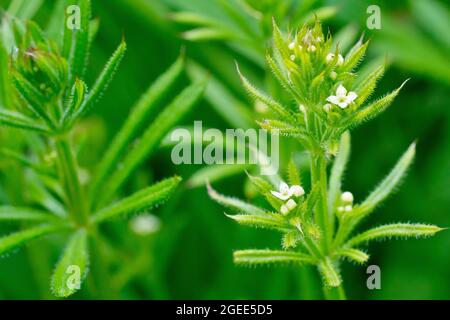 Scissione (aparine di galio), anche conosciuta come Goosegrass o Sticky Willie, in primo piano mostrando i piccoli fiori bianchi della pianta. Foto Stock