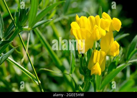 Prato Vetchling (lathyrus pratensis), primo piano di un grappolo di fiori gialli che crescono in una fitta macchia d'erba. Foto Stock