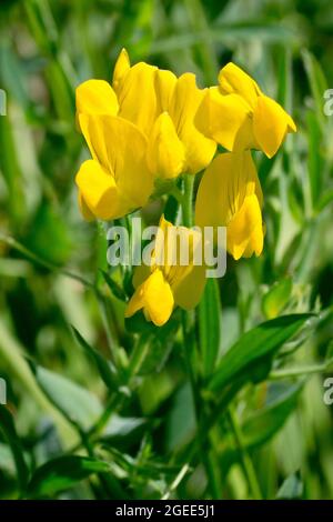 Prato Vetchling (lathyrus pratensis), primo piano di un grappolo di fiori gialli che crescono in una fitta macchia d'erba. Foto Stock