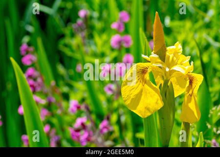 Iris giallo (iris pseudacorus), noto anche come Bandiera gialla, retro illuminato primo piano del fiore e dei suoi dintorni. Foto Stock