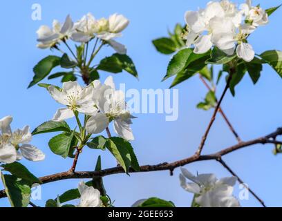 White Apple Tree Blossoms simmetricamente allineato contro un cielo blu grazioso in Springtime. Foto Stock