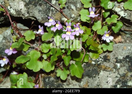 Toflino di lievito d'ivy, edera di Kenilworth, edera di coliseum, pennywort, Zimbelkraut, Cymbalaria muralis, kőfali pintyő, Ungheria, Magyarország, Europa Foto Stock