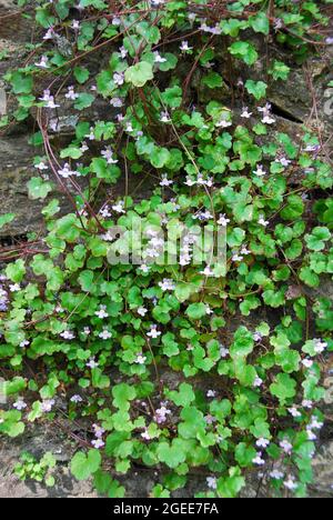 Toflino di lievito d'ivy, edera di Kenilworth, edera di coliseum, pennywort, Zimbelkraut, Cymbalaria muralis, kőfali pintyő, Ungheria, Magyarország, Europa Foto Stock