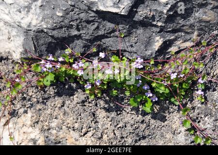 Toflino di lievito d'ivy, edera di Kenilworth, edera di coliseum, pennywort, Zimbelkraut, Cymbalaria muralis, kőfali pintyő, Ungheria, Magyarország, Europa Foto Stock