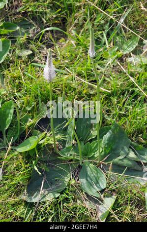 Hoary Plantain, Mittlerer Wegerich, Plantago media, réti útifű, Estonia, Europa Foto Stock