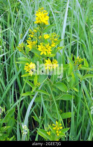 Losestrife gialle o losestrife da giardino, Gewöhnlicher Gilbweiderich, Lysimaria vulgaris, közönséges lizinka, Ungheria, Magyarország, Europa Foto Stock