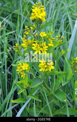 Losestrife gialle o losestrife da giardino, Gewöhnlicher Gilbweiderich, Lysimaria vulgaris, közönséges lizinka, Ungheria, Magyarország, Europa Foto Stock