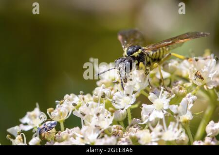 Due insetti su un fiore di alghe in estate (Sawfly (Tenthordo) e Common Flower Bug (Anthocoris Nemorum)), Regno Unito fauna selvatica, Yorkshire Foto Stock