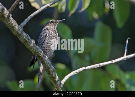 Blue Rock-Thrush (Monticola solitarius) femmina arroccato sul ramo Kaeng Krachen NP, Thailandia Febbraio Foto Stock