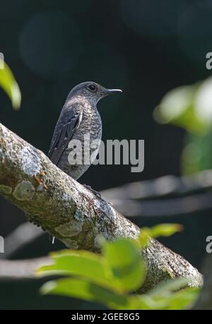 Blue Rock-Thrush (Monticola solitarius) femmina arroccato sul ramo Kaeng Krachen NP, Thailandia Febbraio Foto Stock