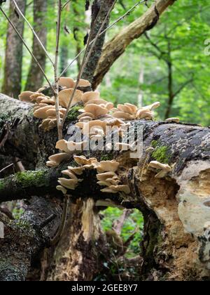 Funghi sull'albero nella foresta Foto Stock