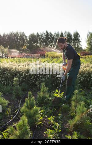 Uomo in terreno di scavo uniforme con capesante e germogli di reimpianto in giardino Foto Stock