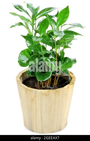 pianta del caffè isolata su sfondo bianco Foto Stock