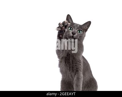 Colpo di testa di giovane gatto Korat con punta d'argento, allungando la zampa verso la macchina fotografica mostrando le unghie. Guardando verso una fotocamera con occhi e un atteggiamento verdi e luminosi. IO Foto Stock