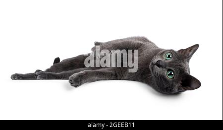 Giovane gatto Korat con punta d'argento, adagiato lungo le vie laterali con testa sopra il bordo. Guardare lontano dalla fotocamera con occhi e attitudini verdi e brillanti. Isolato su a. Foto Stock