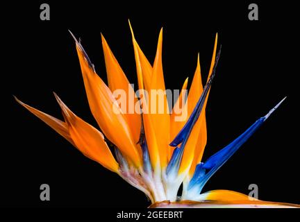 corona di petali dorati in cima uccello del paradiso fiore primo piano sfondo nero Foto Stock