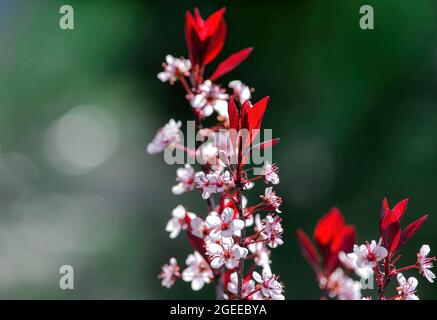 La bellezza di un germogliante albero di sabbia di foglie viola diventa viva quando è retroilluminato dal sole che ne risente il vivace colore rosso. Foto Stock