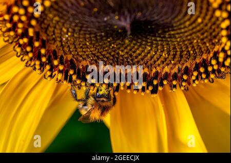Primo piano di un bumblebee (Bombus) che è seduto su un girasole giallo brillante (Helianthus annuus). Foto Stock