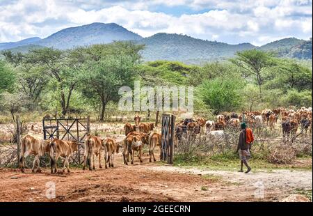Un pastore Maasai sposta il suo bestiame attraverso una porta verso nuove aree di pascolo. Foto Stock