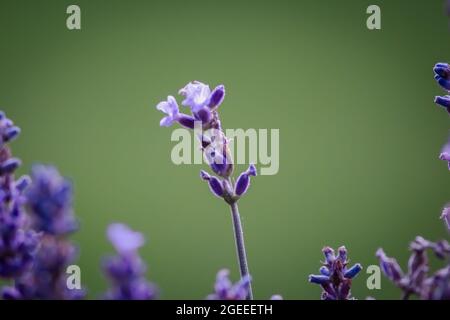 Veri fiori di lavanda ravvicinato natura verde giardini Foto Stock