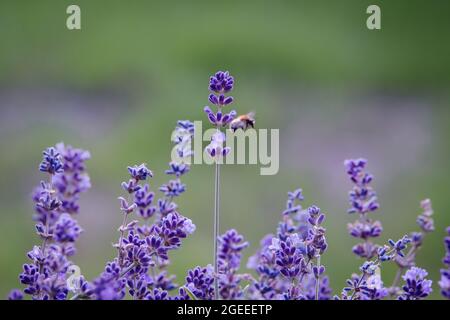 Veri fiori di lavanda con insetti ravvicinato sfondo natura Foto Stock