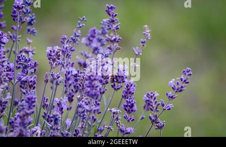 Veri fiori di lavanda con insetti ravvicinato sfondo natura Foto Stock