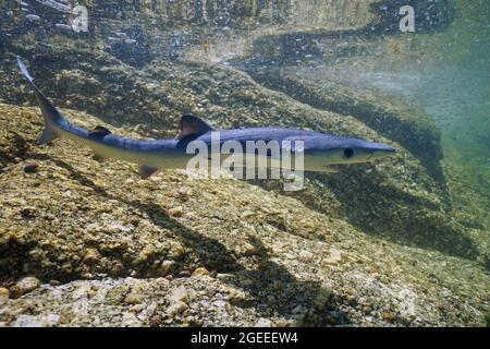 Giovane squalo blu subacqueo, Prionace glauca, in acque poco profonde vicino a costa rocciosa del mare, oceano Atlantico, Galizia, Spagna Foto Stock