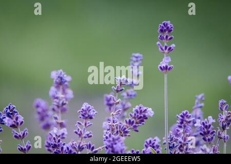 Veri fiori di lavanda ravvicinato natura verde giardini Foto Stock