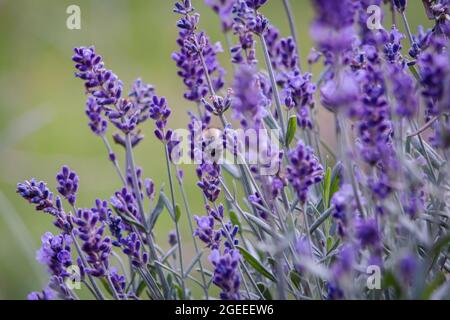 Veri fiori di lavanda con insetti ravvicinato sfondo natura Foto Stock