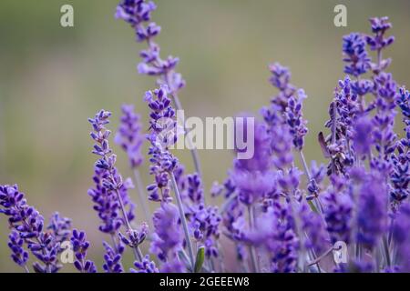 Veri fiori di lavanda ravvicinato natura verde giardini Foto Stock