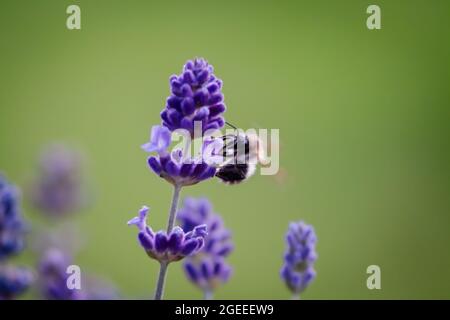 Veri fiori di lavanda con insetti ravvicinato sfondo natura Foto Stock