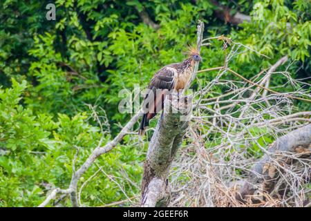 Hoatzin (Opisthocomus hoazin) uccello su un albero che fiancheggia il fiume Yacuma, Bolivia Foto Stock