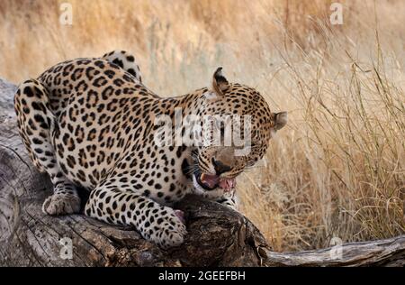 Leopardo adagiato su un tronco d'albero e che alimenta la carne in Namibia, Africa Foto Stock