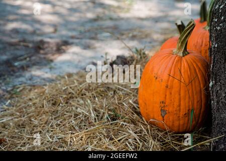 Zucche d'arancio d'autunno seduti vicino ad un albero in un festival autunnale in una zona di zucca locale Foto Stock