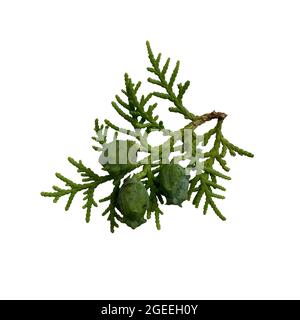 Cypress tree branch, thuja cinese con bacche, cutout soft focus e clipping path, ecologia concetto Foto Stock