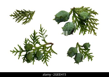 Cypress tree branch, thuja cinese con bacche, cutout soft focus e clipping path, ecologia concetto Foto Stock