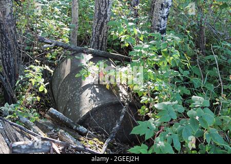 Un vecchio barile di petrolio ha abbonato nella foresta Foto Stock