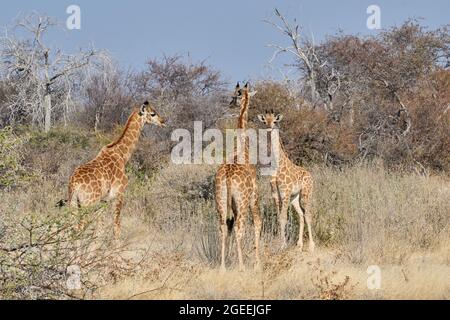 Tre giraffe (Giraffa camelopardalis) nel parco nazionale di Etosha, Namibia, Africa. Foto Stock