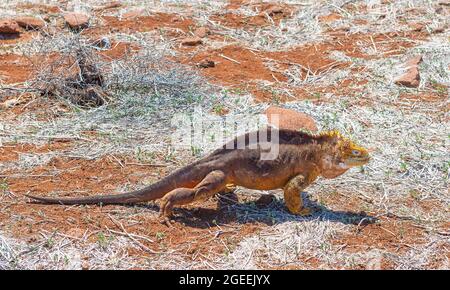Galapagos terra iguana (Conolophus subcristate) a piedi sul terreno arido dell'isola di North Seymour, Parco Nazionale Galapagos, Ecuador. Foto Stock
