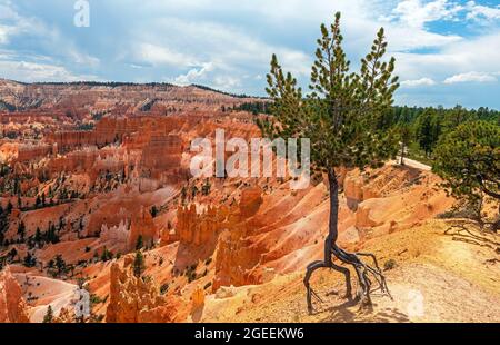 Juniper Walking Pine Tree with Roots, Sunrise Point, Bryce Canyon National Park, Utah, USA. Foto Stock