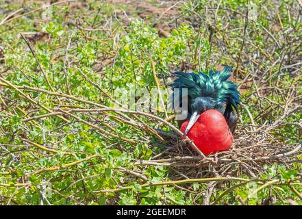 Magnifico uccello fregato maschile (fregata magnificens) con soffio gonfiato alla gola rossa nel periodo di accoppiamento, parco nazionale Galapagos, Ecuador. Foto Stock