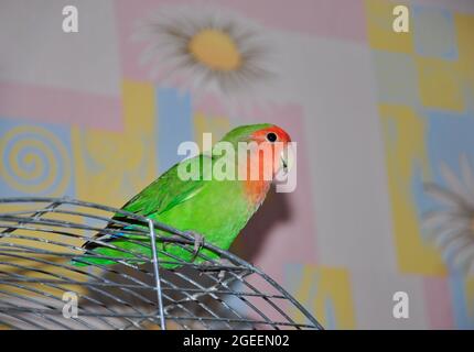 Pappagallo di lovebird Agapornis siede su una gabbia Foto Stock