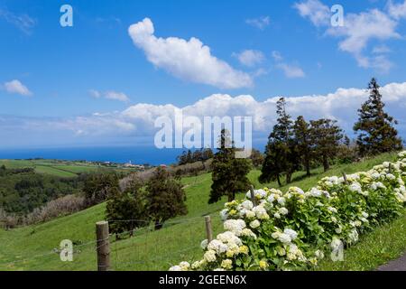 Belle file di fiori di idrangea sulla costa settentrionale di Flores, Azzorre, Portogallo. Foto Stock