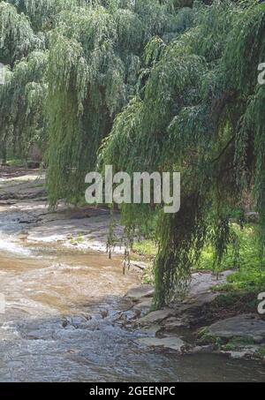 Gli alberi di Willow crescono vicino al fiume di montagna. Foto Stock