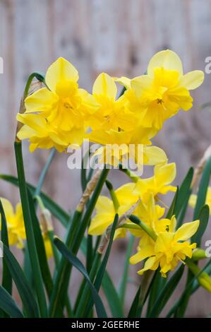 Primo piano di Narcissus Tripartite in primavera. Narcissus Tripartite è una divisione gialla 11a Split corona collar daffodil e perenne e completamente hardy Foto Stock