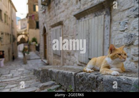 Un gatto seduto sul marciapiede nella città vecchia di Cattaro, Montenegro Foto Stock